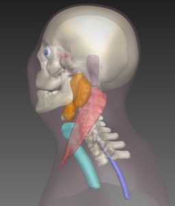 Automatic Segmentation of Structures in CT Head and Neck Images using a Coupled Shape Model